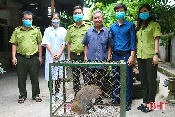 Bàn giao cá thể khỉ đuôi lợn và cu li nhỏ cho Vườn Quốc gia Vũ Quang