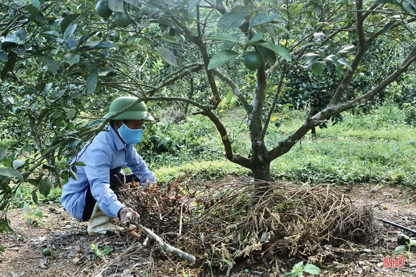 Nông dân Vũ Quang chủ động chống hạn cho hơn 2.600 ha cam