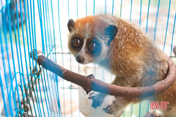 Bàn giao cá thể khỉ đuôi lợn và cu li nhỏ cho Vườn Quốc gia Vũ Quang