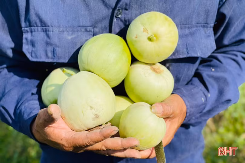 Hơn 30 tấn dưa của thôn cách ly chống dịch Covid-19 ở Hà Tĩnh chờ...“giải cứu”!