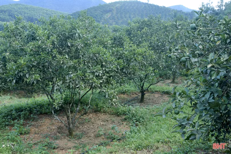 Nông dân Vũ Quang chủ động chống hạn cho hơn 2.600 ha cam