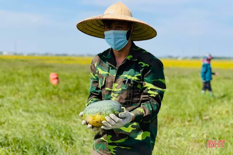 Hơn 30 tấn dưa của thôn cách ly chống dịch Covid-19 ở Hà Tĩnh chờ...“giải cứu”!