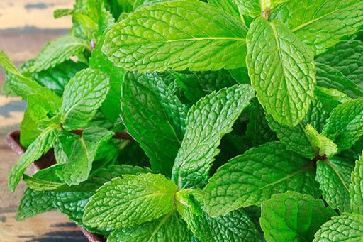7 loại cây dễ trồng trong nhà vừa lọc sạch không khí lại làm thuốc chữa bệnh