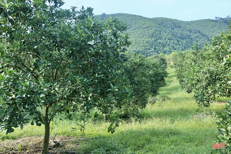 Nông dân Vũ Quang chủ động chống hạn cho hơn 2.600 ha cam