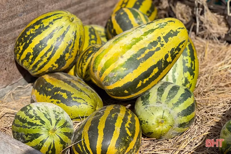 Hơn 30 tấn dưa của thôn cách ly chống dịch Covid-19 ở Hà Tĩnh chờ...“giải cứu”!