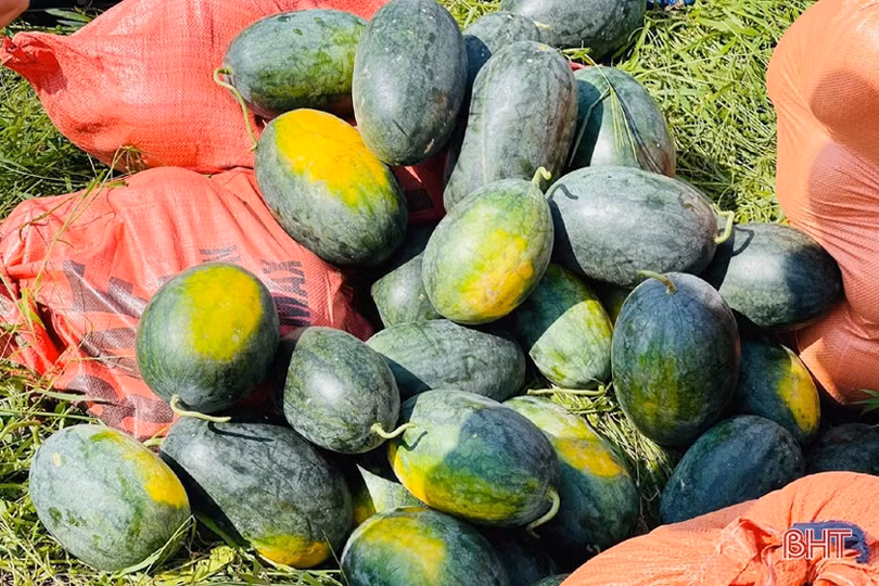 Hơn 30 tấn dưa của thôn cách ly chống dịch Covid-19 ở Hà Tĩnh chờ...“giải cứu”!