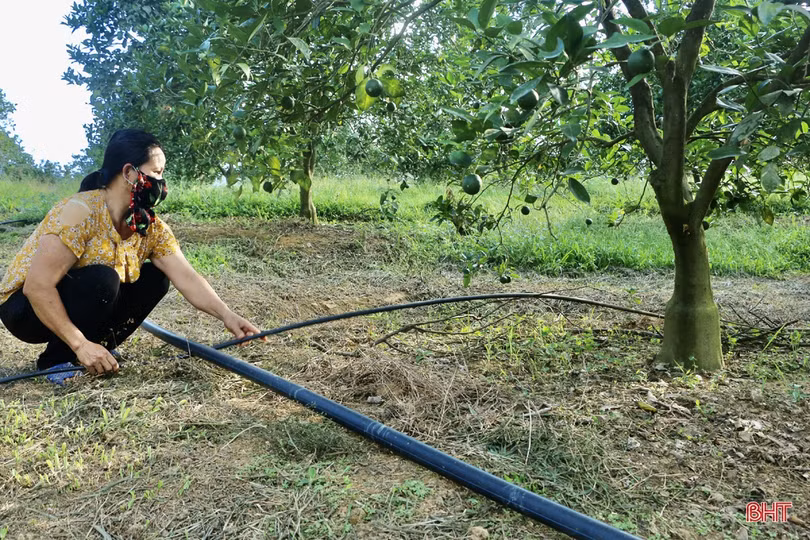 Nông dân Vũ Quang chủ động chống hạn cho hơn 2.600 ha cam