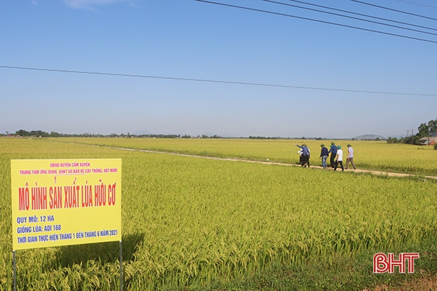 Những cánh đồng mẫu ở Cẩm Xuyên cho năng suất 70 tạ/ha