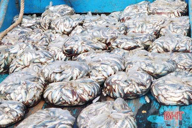 Bắt tàu giã cào của Quảng Ngãi khai thác hải sản sai vùng quy định ở Hà Tĩnh