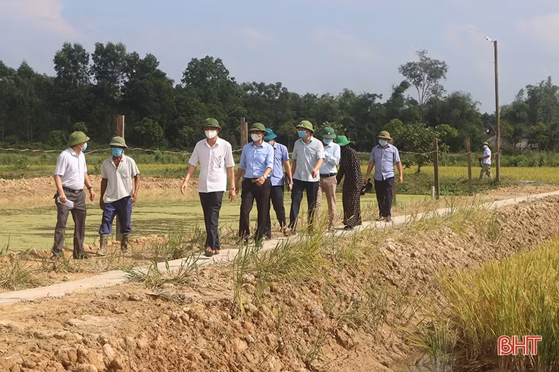 Hà Tĩnh: Năng suất lúa xuân năm nay khả năng cao nhất 10 năm qua