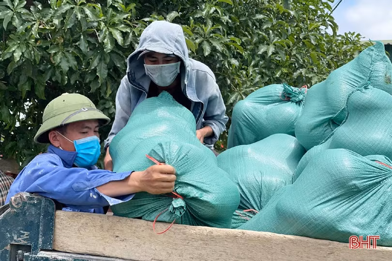 Hơn 30 tấn dưa của thôn cách ly chống dịch Covid-19 ở Hà Tĩnh chờ...“giải cứu”!