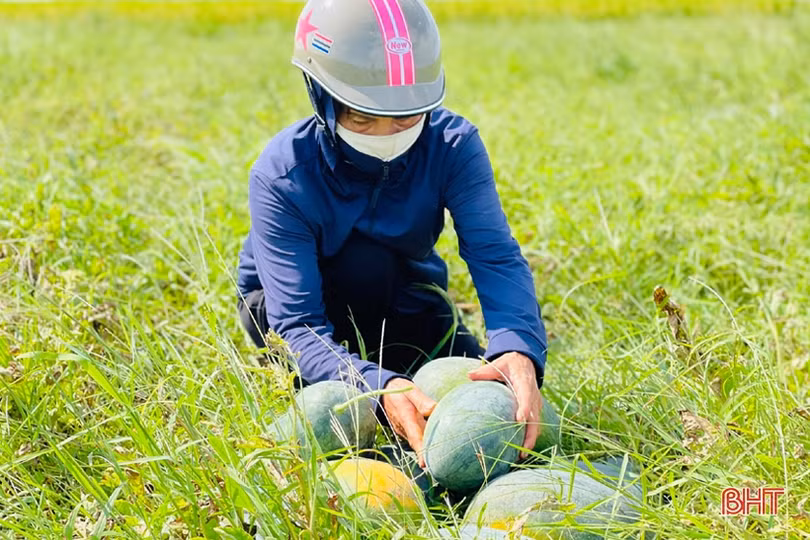 Hơn 30 tấn dưa của thôn cách ly chống dịch Covid-19 ở Hà Tĩnh chờ...“giải cứu”!