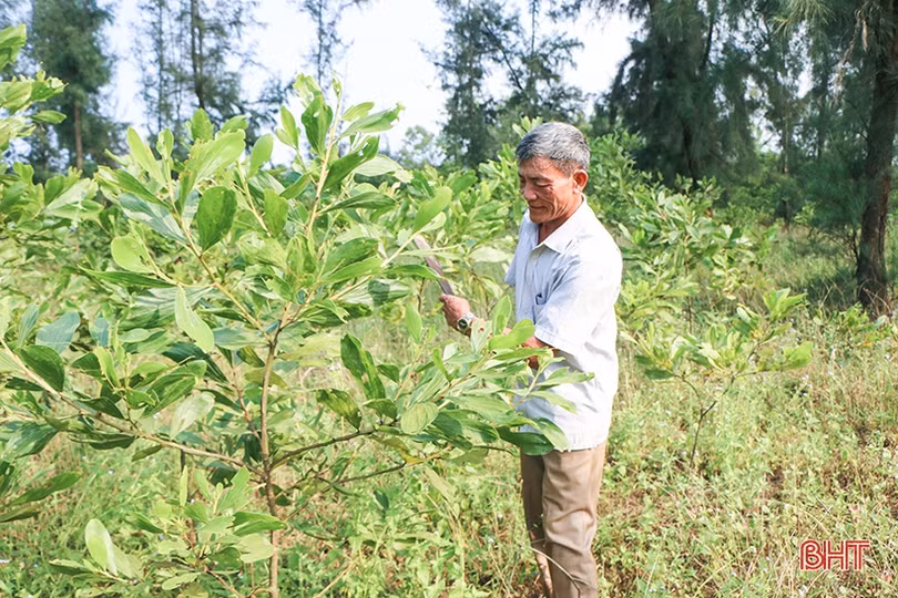 Cho những cánh rừng thêm xanh!
