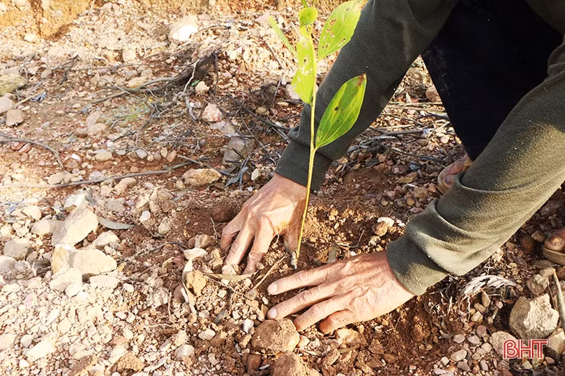Cho những cánh rừng thêm xanh!