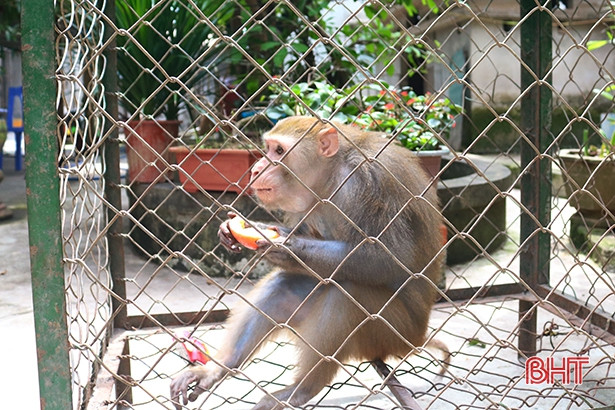 Bàn giao cá thể khỉ đuôi lợn và cu li nhỏ cho Vườn Quốc gia Vũ Quang
