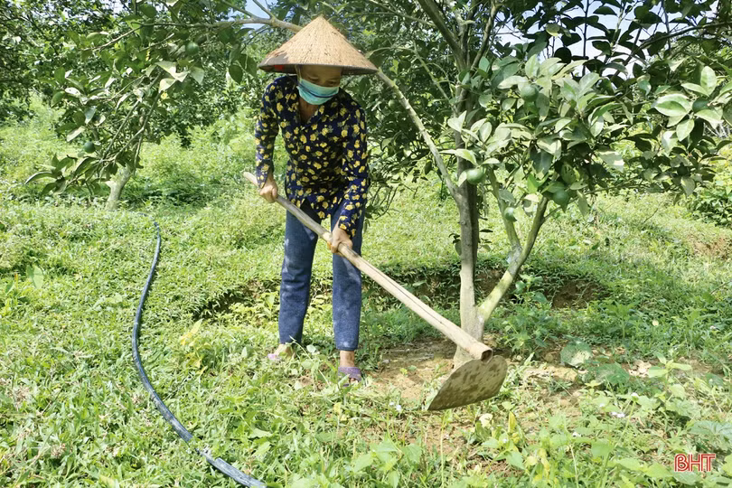 Nông dân Vũ Quang chủ động chống hạn cho hơn 2.600 ha cam