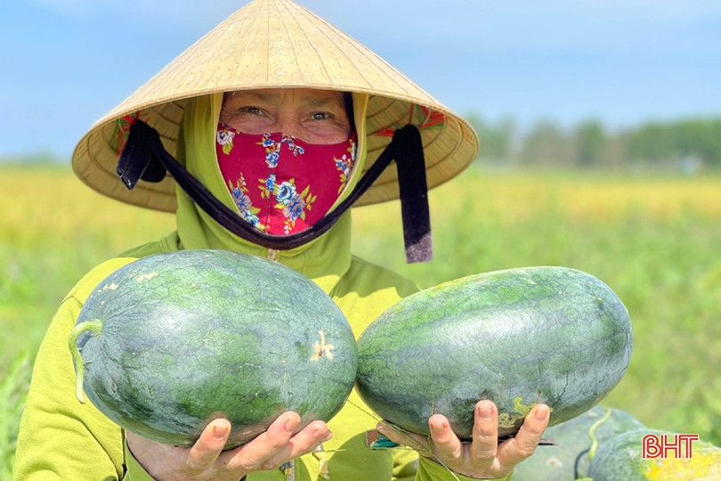 Hơn 30 tấn dưa của thôn cách ly chống dịch Covid-19 ở Hà Tĩnh chờ...“giải cứu”!