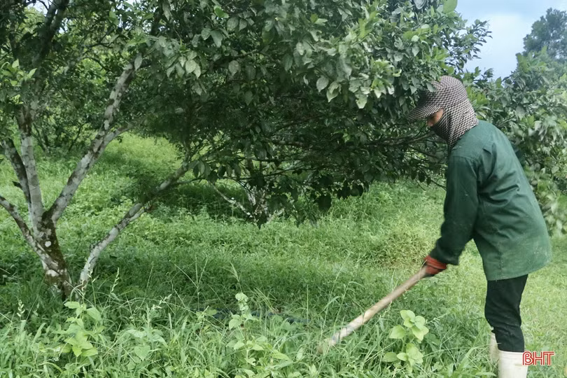 Nông dân Vũ Quang chủ động chống hạn cho hơn 2.600 ha cam