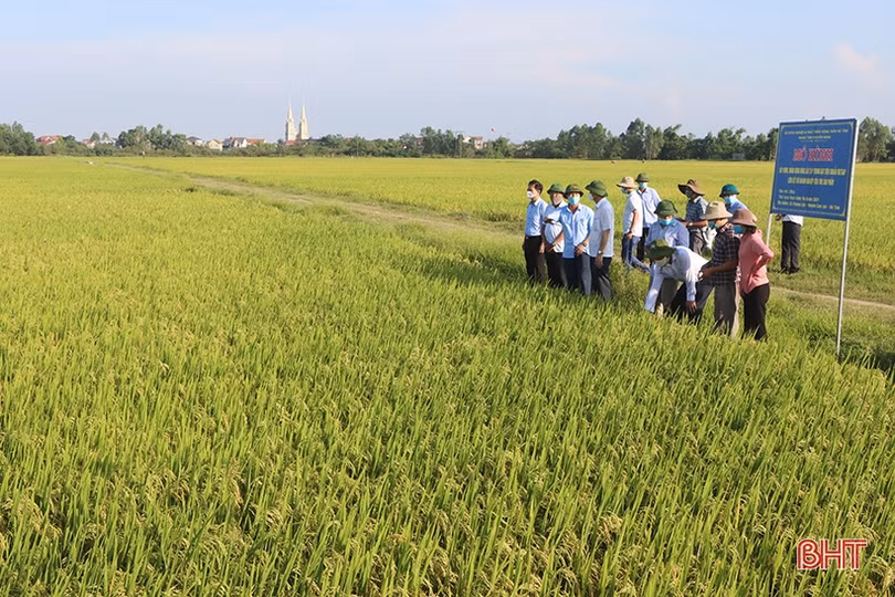 Hà Tĩnh: Năng suất lúa xuân năm nay khả năng cao nhất 10 năm qua