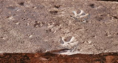 Trung Quốc: Phát hiện nhiều dấu chân khủng long ở khu tự trị Tây Tạng hình ảnh 1 Trung Quốc: Phát hiện nhiều dấu chân khủng long ở khu tự trị Tây Tạng