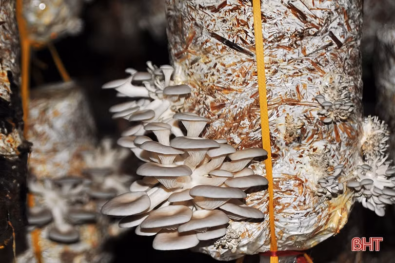 Nông dân Hà Tĩnh tự sản xuất phôi nấm giống phục vụ sản xuất