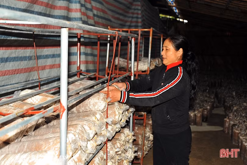 Nông dân Hà Tĩnh tự sản xuất phôi nấm giống phục vụ sản xuất
