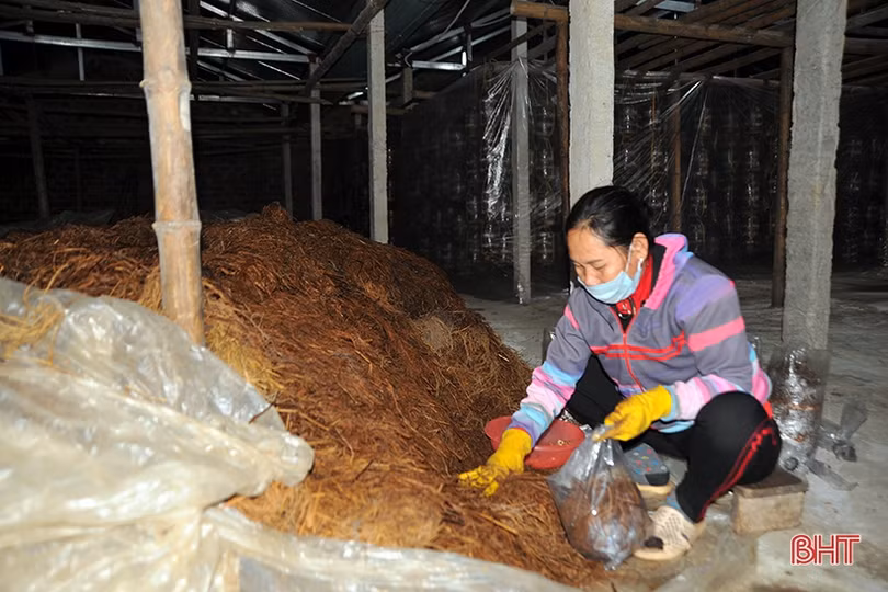 Nông dân Hà Tĩnh tự sản xuất phôi nấm giống phục vụ sản xuất