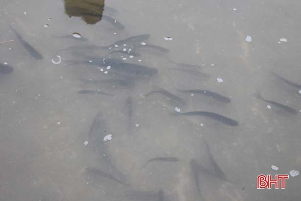 Thả hơn 2,5 tấn cá giống xuống hồ Ngàn Trươi