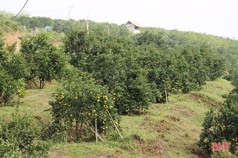 Công phu xây dựng sản phẩm cam Hà Tĩnh