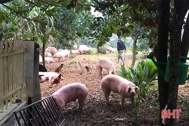 Xe chở 170 con lợn bị lật trên Quốc lộ 15A đoạn qua Can Lộc