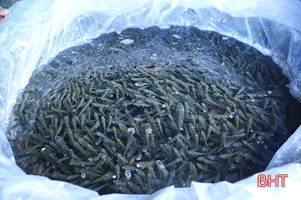 Hà Tĩnh thả 1,2 tấn cá tái tạo nguồn lợi thủy sản