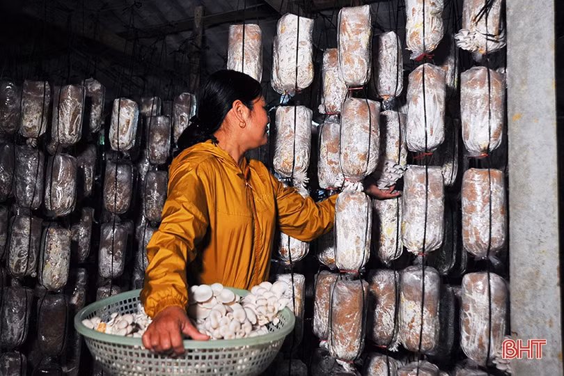 Nông dân Hà Tĩnh tự sản xuất phôi nấm giống phục vụ sản xuất