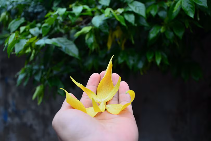 Xao xuyến mùa sang…