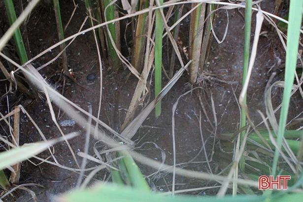 252 ha lúa hè thu ở Can Lộc bị nhiễm bệnh khô vằn