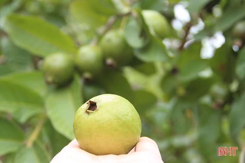 Xao xuyến mùa sang…