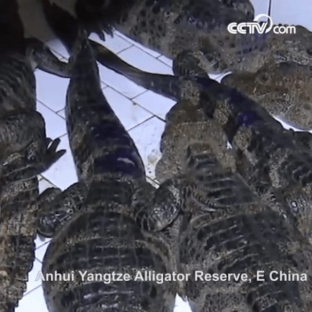 Hơn 14.000 con cá sấu tỉnh giấc sau kỳ ngủ đông