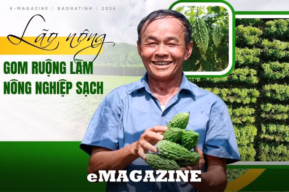 Lão nông gom ruộng làm nông nghiệp sạch