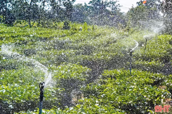 Nông dân Kỳ Văn chống hạn cho cây chè