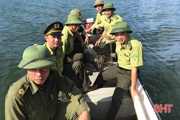 Thả cá thể khỉ đặc biệt quý hiếm vào rừng