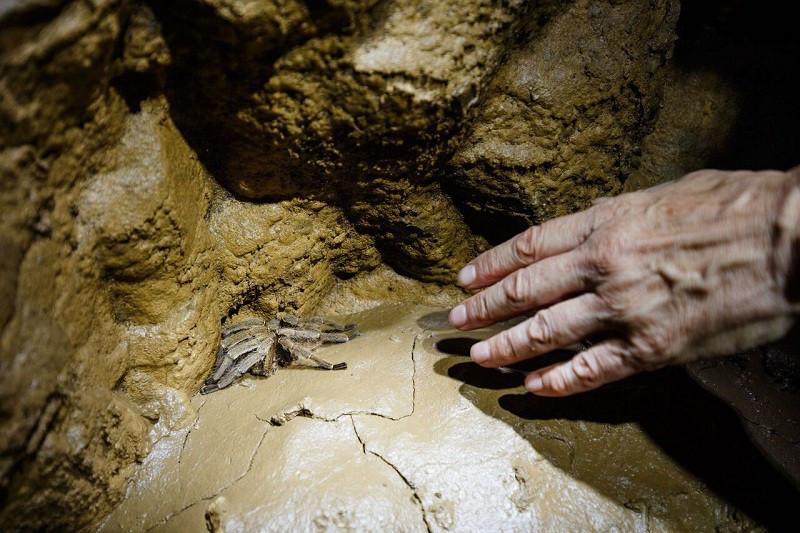 Ngất ngây với vẻ đẹp của “Bức tường Việt Nam” trong hang Sơn Đoòng