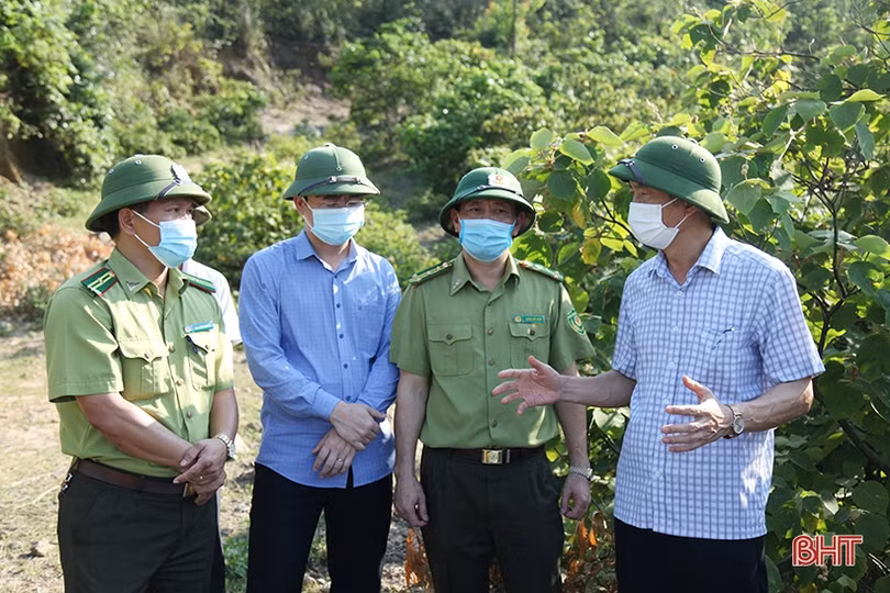Nỗ lực gìn giữ, bảo vệ “lá phổi xanh” cho Hà Tĩnh