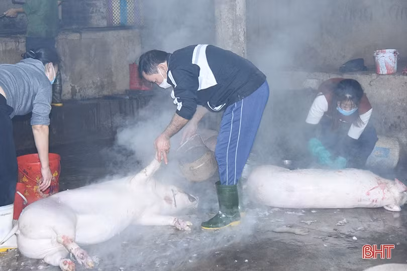 Kiểm tra đột xuất lúc rạng sáng tại các lò mổ gia súc tập trung ở Hà Tĩnh