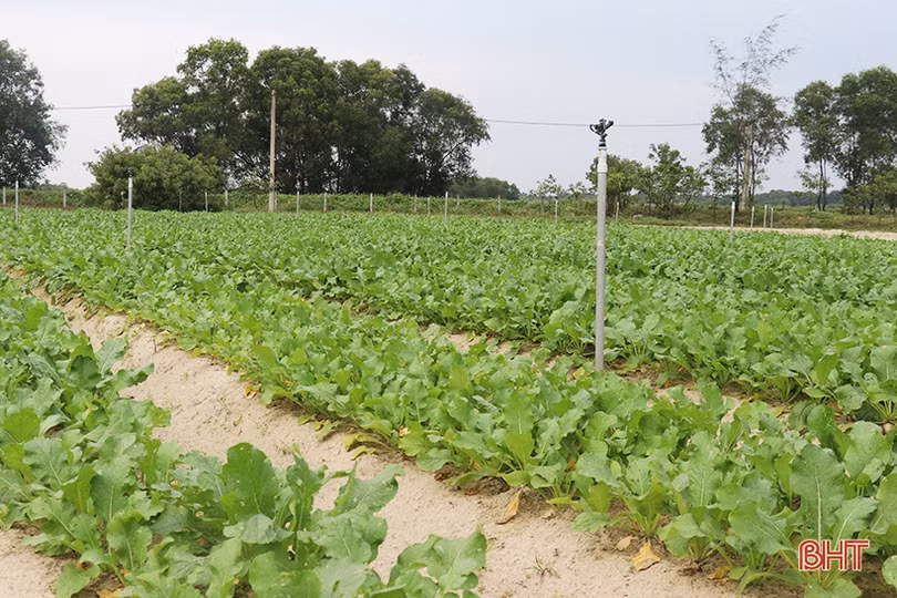 Xanh hóa vùng cát trắng ven biển Hà Tĩnh