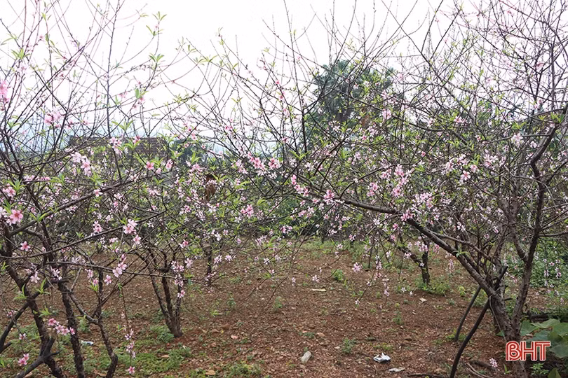 Làng đào xứ Cẩm bung nụ đón tết