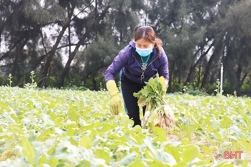 Xanh hóa vùng cát trắng ven biển Hà Tĩnh