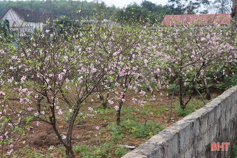 Làng đào xứ Cẩm bung nụ đón tết
