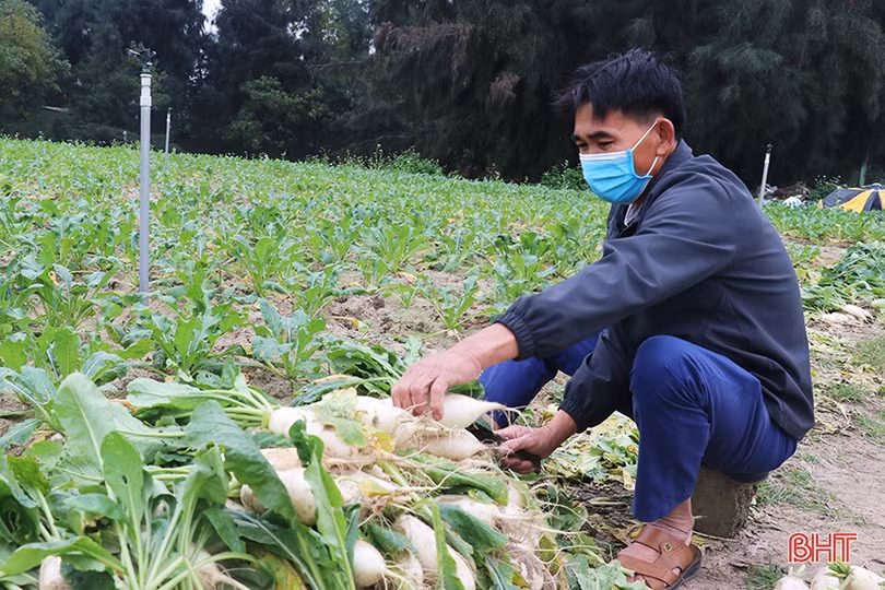 Xanh hóa vùng cát trắng ven biển Hà Tĩnh