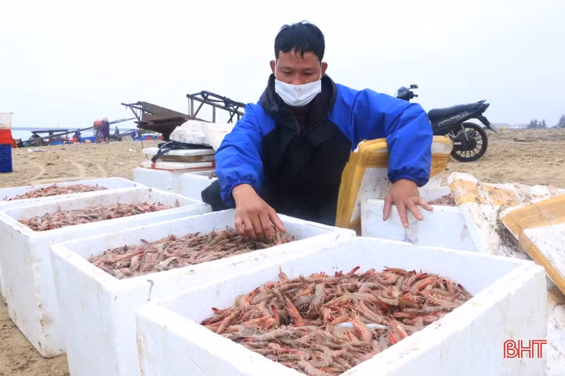 Chuyến biển cuối năm đầy vị “ngọt” của ngư dân Cẩm Nhượng