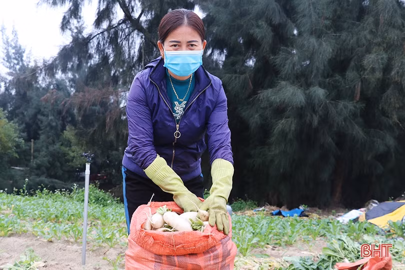 Xanh hóa vùng cát trắng ven biển Hà Tĩnh