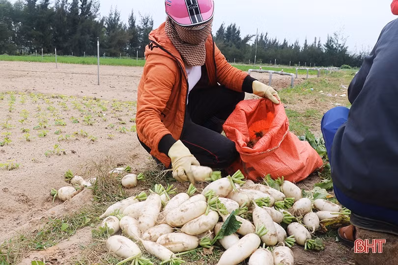 Xanh hóa vùng cát trắng ven biển Hà Tĩnh